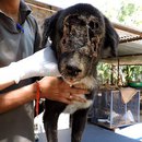 miniature pour Sauvetage d'un chien qui a le visage mangé par les asticots