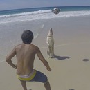 miniature pour Un chien qui joue à la balle sur la plage