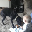 miniature pour Un chien veut jouer avec un bébé qui rigole