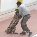 leopard-attaque-ecole-inde
