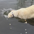 miniature pour Un chien qui pêche le poisson