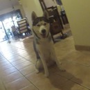 miniature pour Un Husky Ninja