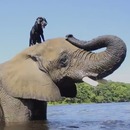 elephant-chien-meilleurs-amis