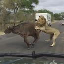 miniature pour Des lions attaquent un Buffle près des touristes