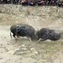 miniature pour Deux buffles se cassent le crâne dans un combat à paris