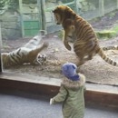 reveil-bagarre-tigre