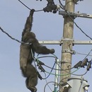 miniature pour Un chimpanzé en fuite sur des lignes électriques
