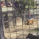 femme-saute-barriere-tigre
