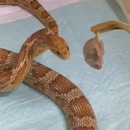 serpent-vraiment-aveugle