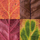 couleurs-feuilles-automne