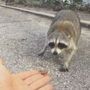 miniature pour Un raton-laveur mord la main qui le nourrit