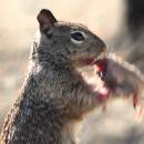 miniature pour Un écureuil qui mange une souris