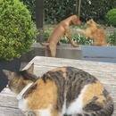 chat-protege-chien