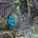 timelapse-nid-oiseaux-surprise