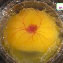 miniature pour Développement d'un embryon de poule sans la coquille d'oeuf