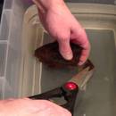 miniature pour Couper l'oeuf d'un requin-chabot