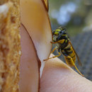 miniature pour Une guêpe pique du blanc de dinde dans un sandwich