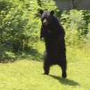miniature pour Un ours marche debout à cause d'une blessure à la patte