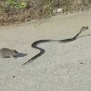 miniature pour Un rat attaque un serpent pour sauver son bébé