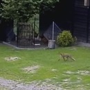 miniature pour Un chien sauve les poules du renard