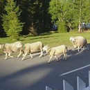 miniature pour Un troupeau de moutons s'est trompé de chemin