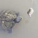 miniature pour Une tortue trop lente pour attraper un poisson