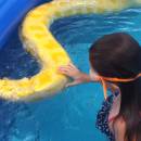 miniature pour Une fille nage avec un énorme python