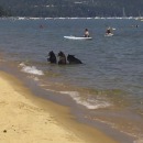 miniature pour Quand les ours et les hommes se partagent la mer
