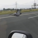 miniature pour Un pigeon fait un voyage de 20km sur l'autoroute avec les automobilistes