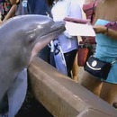 miniature pour Un dauphin fait tomber une tablette dans l'eau