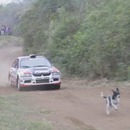 chien-devant-voiture-rallye