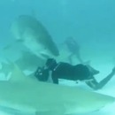 photographe-evite-requin-manger