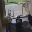 chien-peur-3-chats-concentres-oiseau