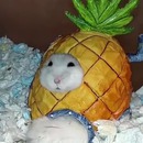 miniature pour Un hamster coincé dans sa maison d'ananas