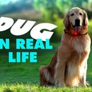 miniature pour Dug, le chien qui parle, en vrai !