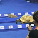 vraie-course-lievre-tortue
