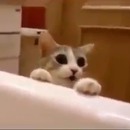 miniature pour Un chat sauve son maître de la baignoire