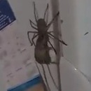 miniature pour Une grosse araignée avec une souris
