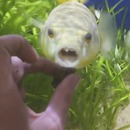 miniature pour Un poisson content de recevoir un escargot à manger