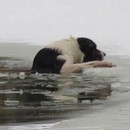 miniature pour Un homme sauve un chien tombé dans un étang gelé