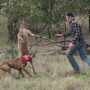 miniature pour Un homme frappe un kangourou pour sauver son chien