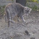 chat-voler-souris