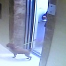 miniature pour Un chien étranglé par un ascenseur