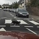 chat-utilise-passage-pieton