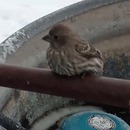miniature pour Libérer un oiseau collé par le froid