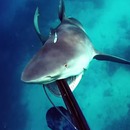 chasseur-sous-marin-attaque-requin-taureau