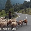 attaques-brutales-mouton-bergere