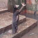 miniature pour Des ours maigres et affamés au Zoo de Bandung