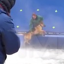 miniature pour Un chien maltraité pendant le tournage du film Mes vies de chien