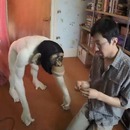 miniature pour Fabrication d'un chimpanzé en laine - Timelapse